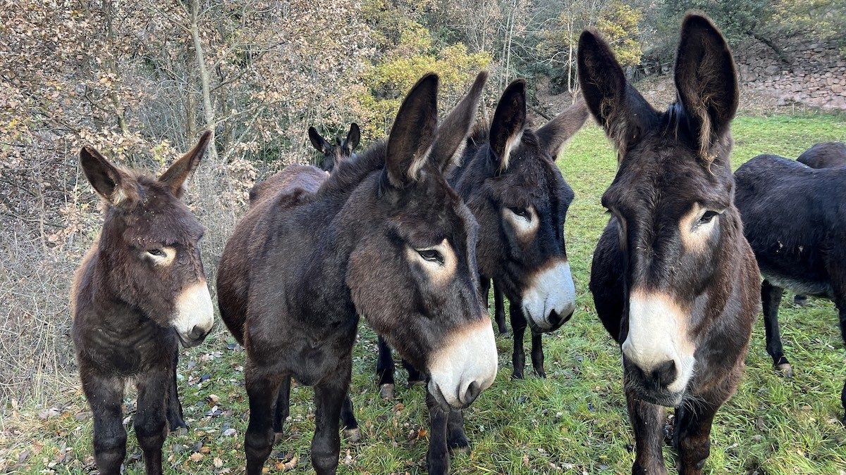 Rucs en la microreserva del poble d'Escós