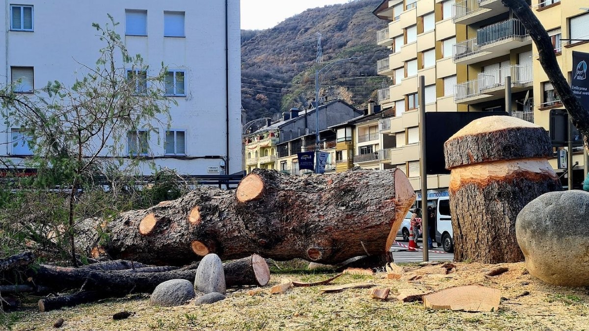 Imatge de l'avet, ja a terra, després de ser talat