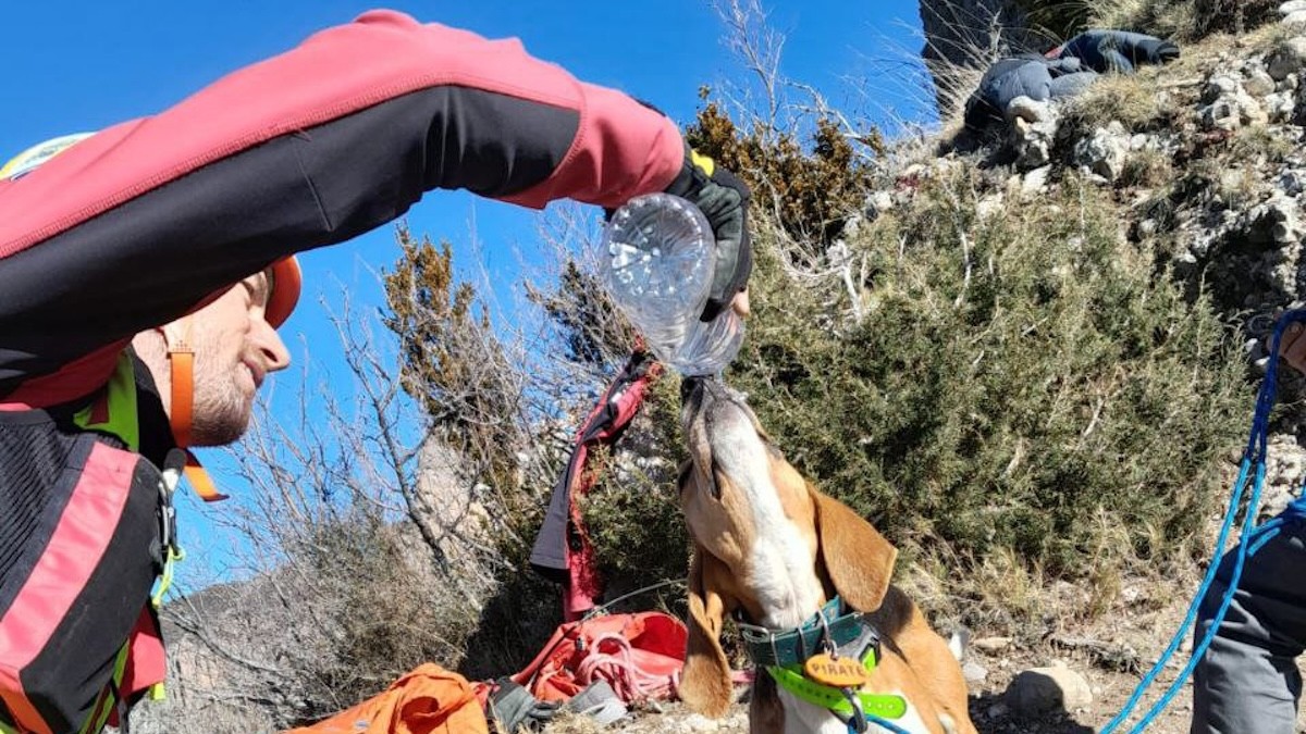 Un efectiu del GRAE donant aigua a l'animal després del rescat