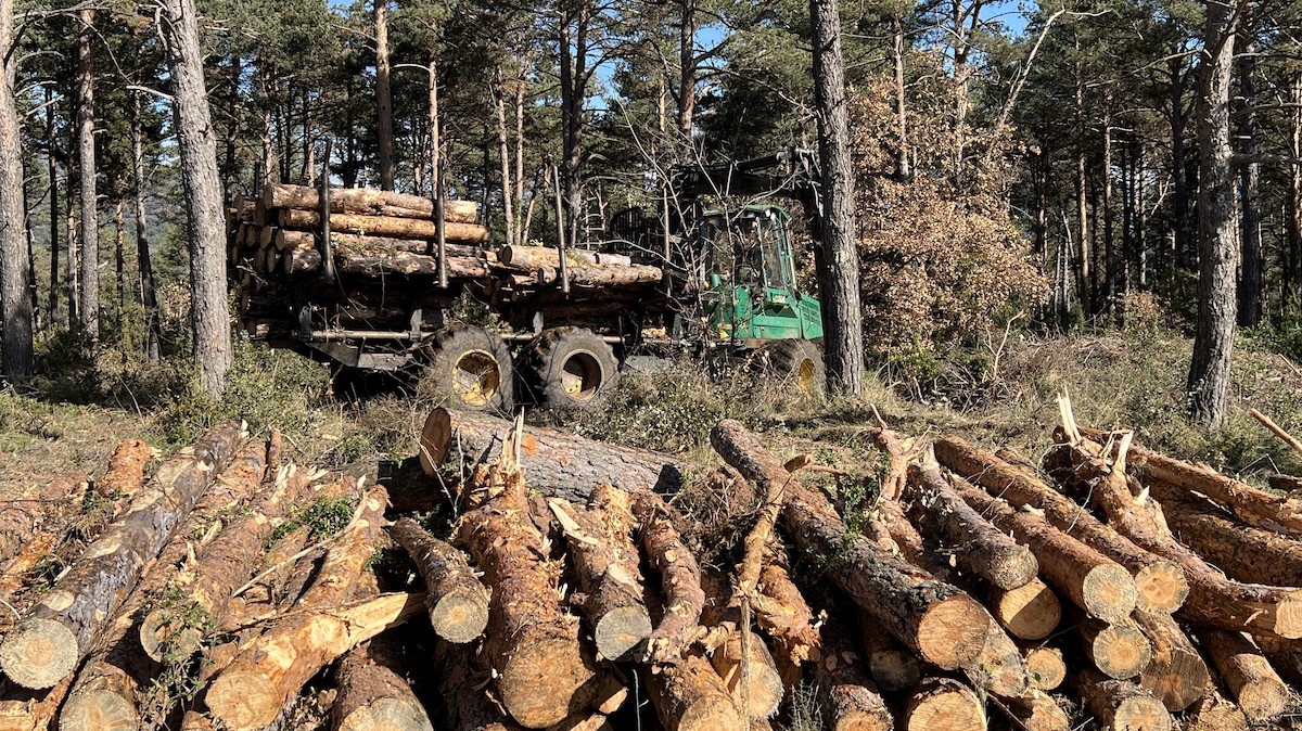 Treballs de retirada de la fusta afectada per un fong al bosc de Salàs