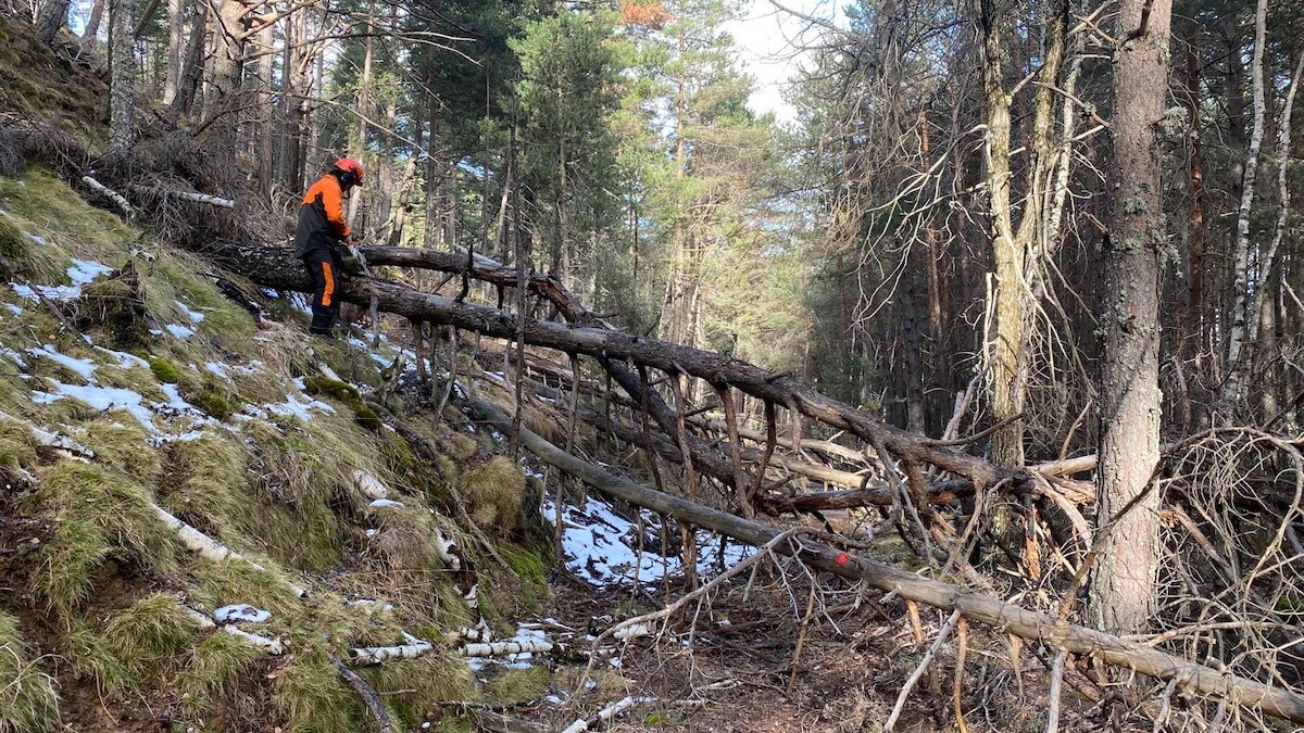 Un operari del Parc retirant un arbre del camí