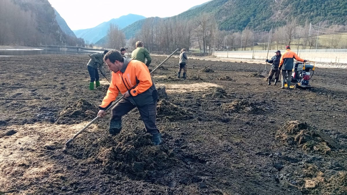 Operaris retirant l'elodea del pantà de la Torrassa