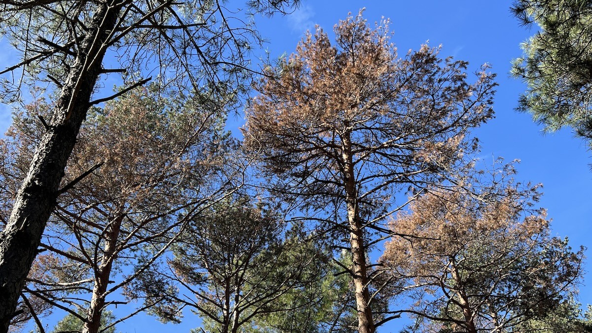 Pins d'un bosc del Pallars Jussà en una imatge d'arxiu