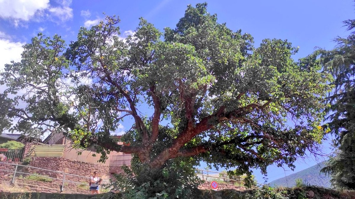 Imatge de la Morera de Llagunes, un dels nous arbres monumentals del Pallars