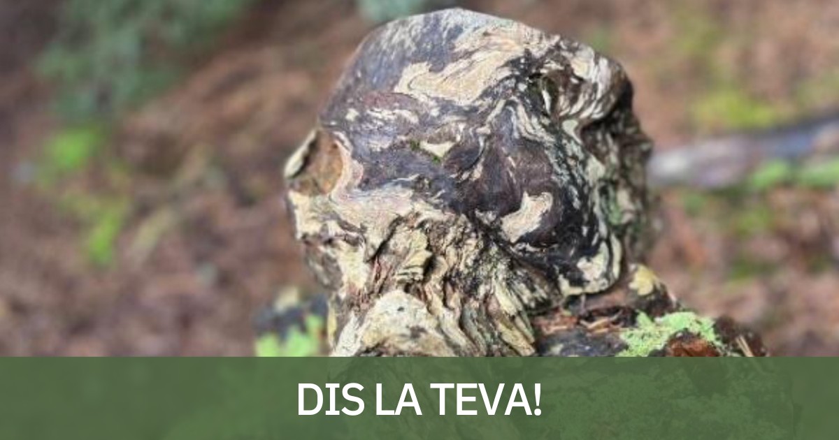 La vella Carrua d'Anàs, en procés de recuperació