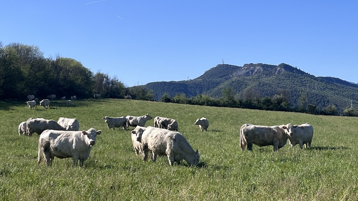 Unes vaques pasturant en un prat del Pallars
