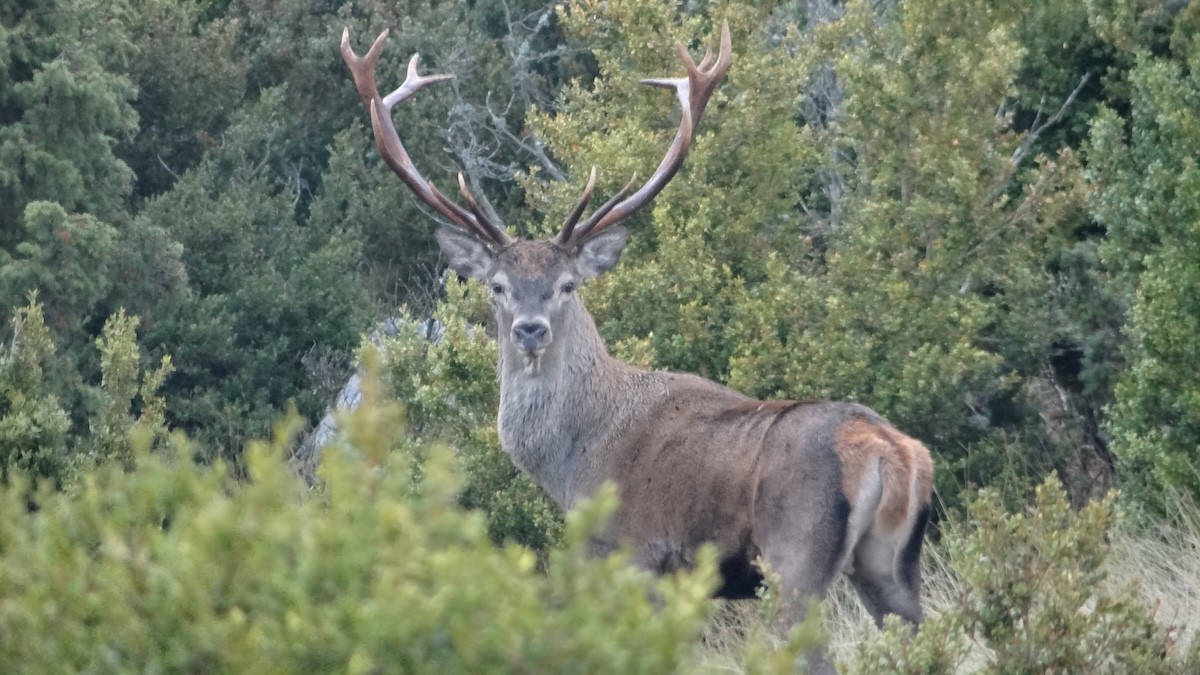 Un cérvol a la Reserva Nacional de Caça de Boumort