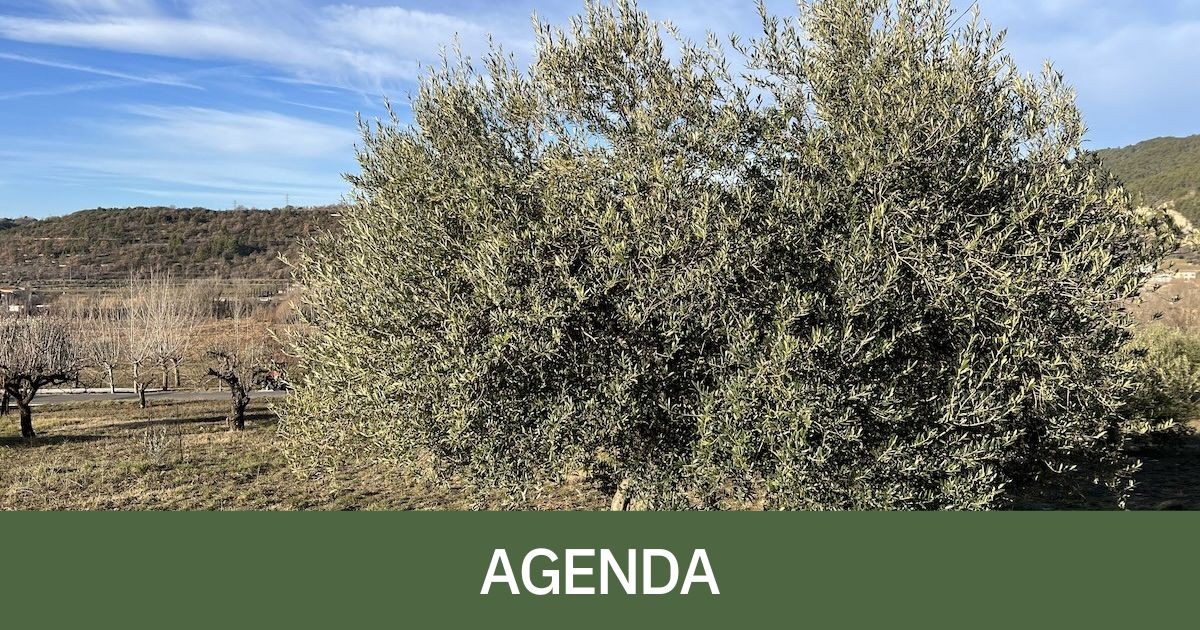 Tremp acull aquest divendres el 16è Congrés «Olearum»