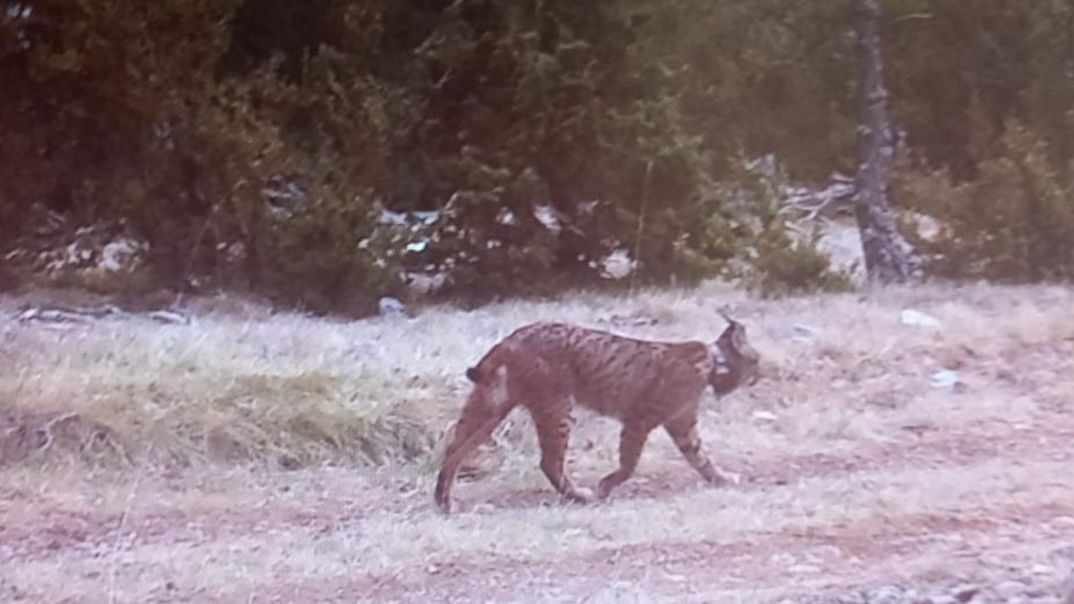 Fotografia del linx ibèric captat el passat mes de març