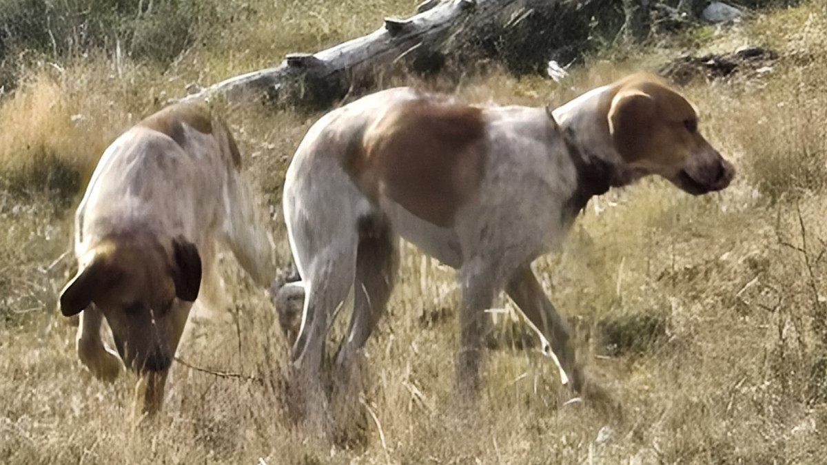 Dos gossos en llibertat a la muntanya de Tor
