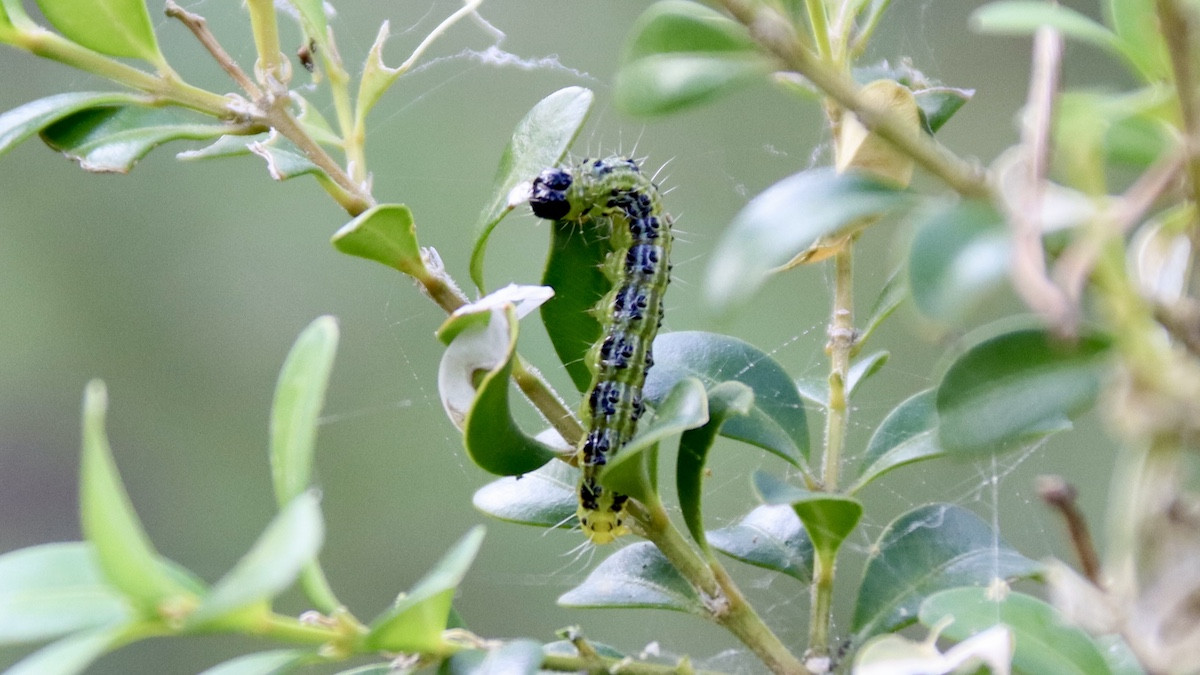 Detall d'una eruga del boix en un bosc català
