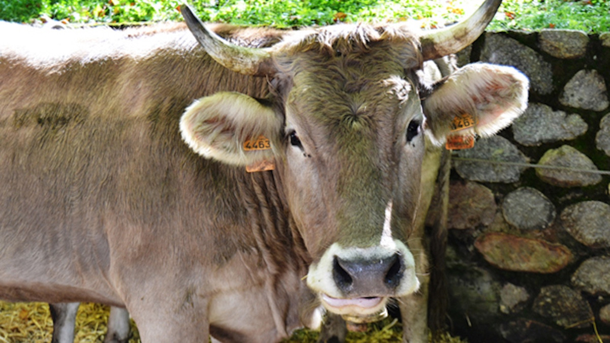 La bruna és una raça de vaca pròpia del Pirineu català