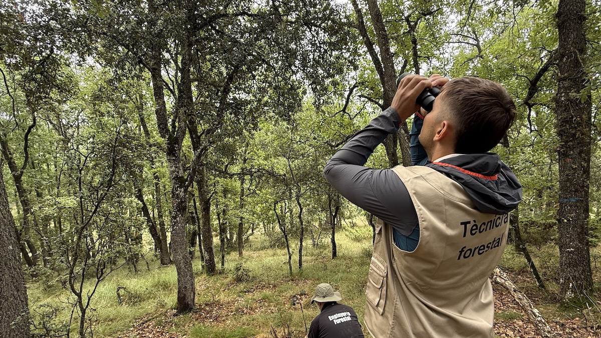 Un enginyer comprovant l'estat dels arbres d'una parcel·la 8x8 a Gavet de la Conca, al Pallars Jussà