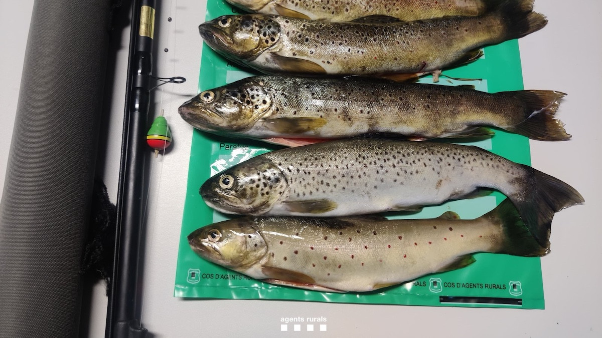 Truites requisades pels Agents Rurals als pescadors denunciats