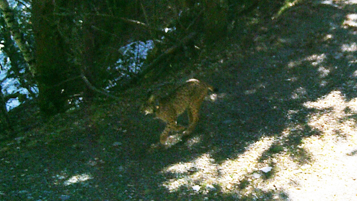 Una càmera de seguiment capta la presència d'un linx ibèric al Pirineu