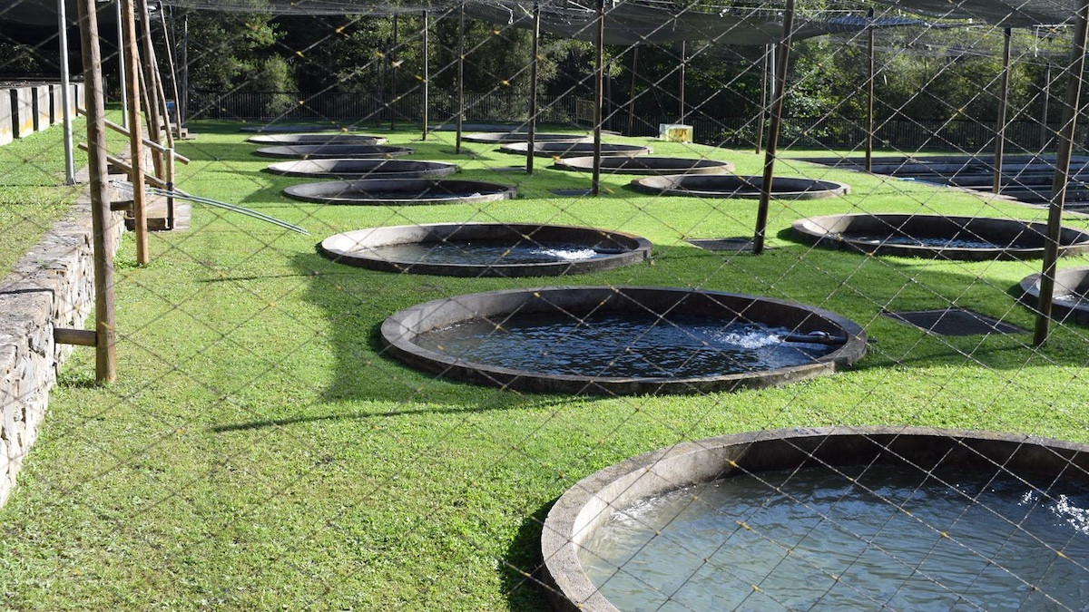 Instal·lacions de la piscifactoria de Bagà, al Berguedà