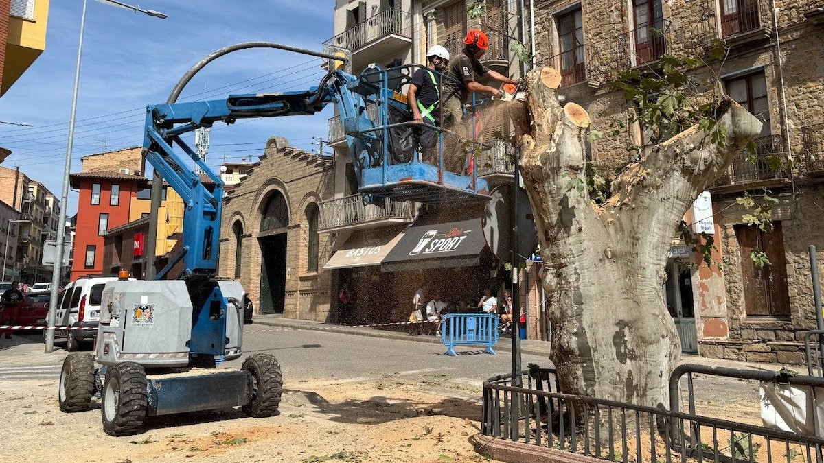 Membres de la brigada escapçant l'arbre centenari