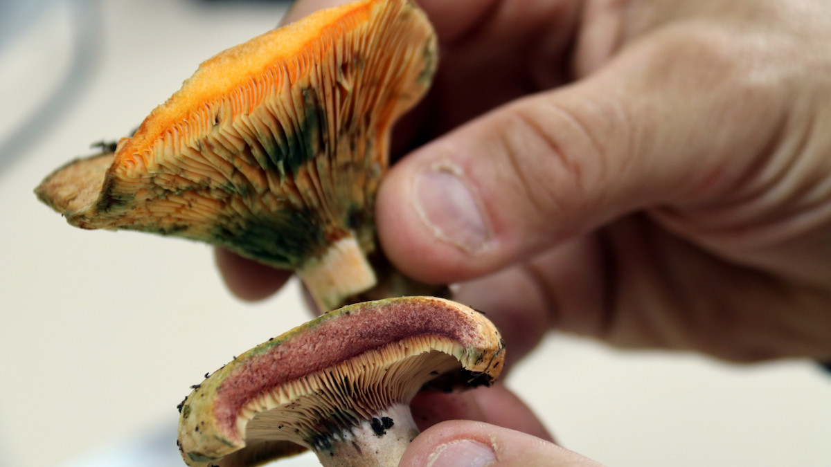 Imatge d'alguns dels primers bolets de la temporada