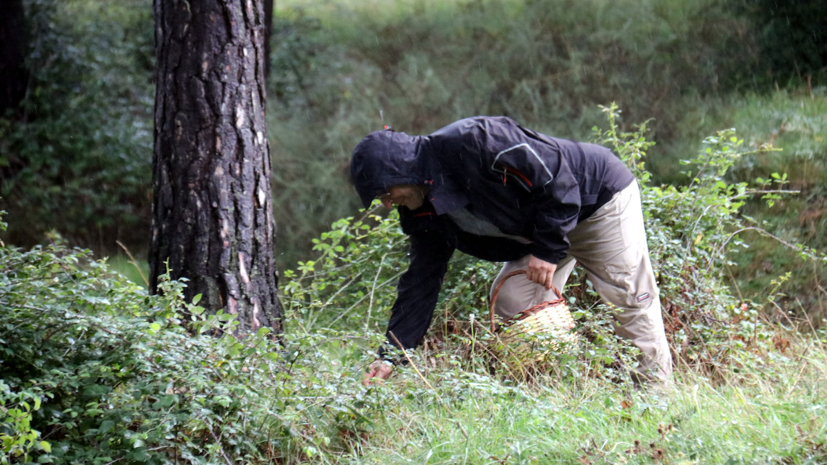 Un boletaire en pena recerca del tresor més preuat