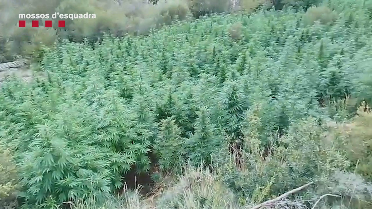 Imatge de la marihuana plantada al mig del bosc
