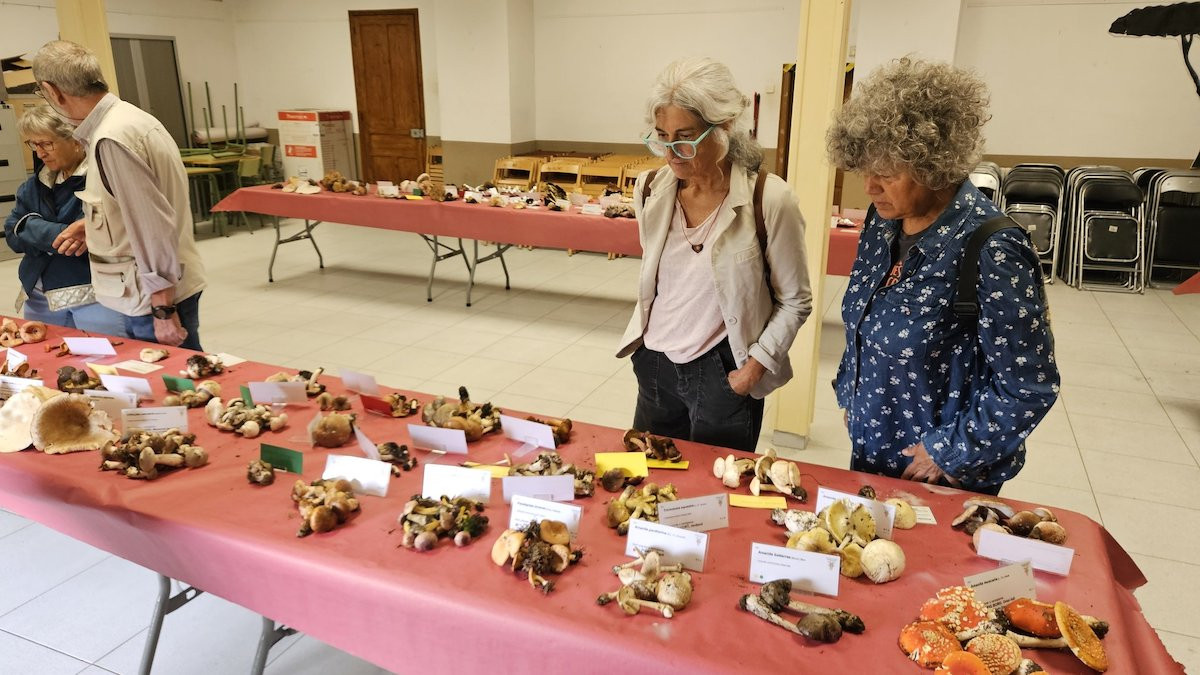 Visitants observen la mostra dels bolets exposats a Alins