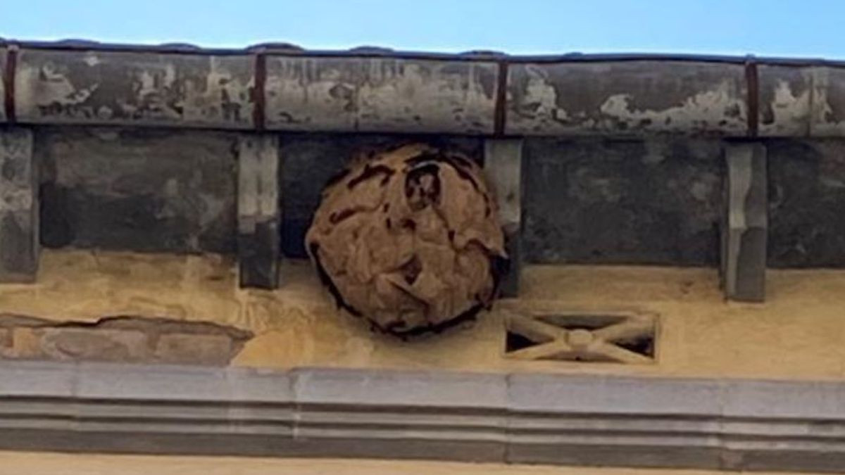 Imatge del niu de vespa asiàtica uns dies abans de la seva retirada