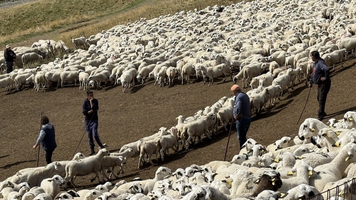 Ramaders triant les ovelles, una a una, a la muntanya de Seurí