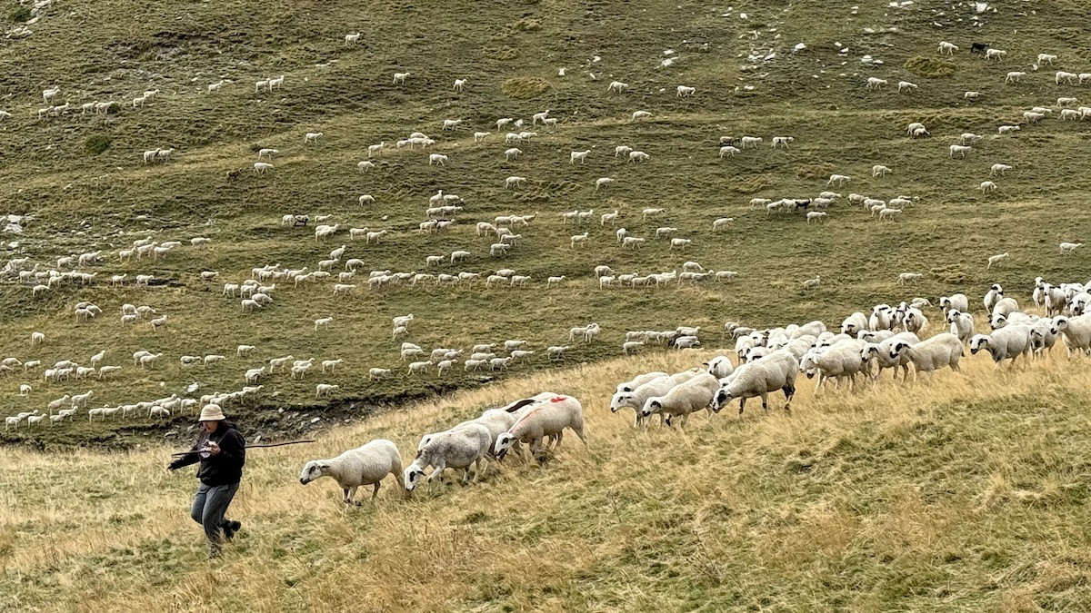 Una pastora amb la ramada d'ovelles a la muntanya de Seurí