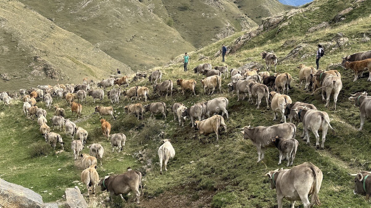 Desenes de vaques a la muntanya de Llessui, on han passat l'estiu