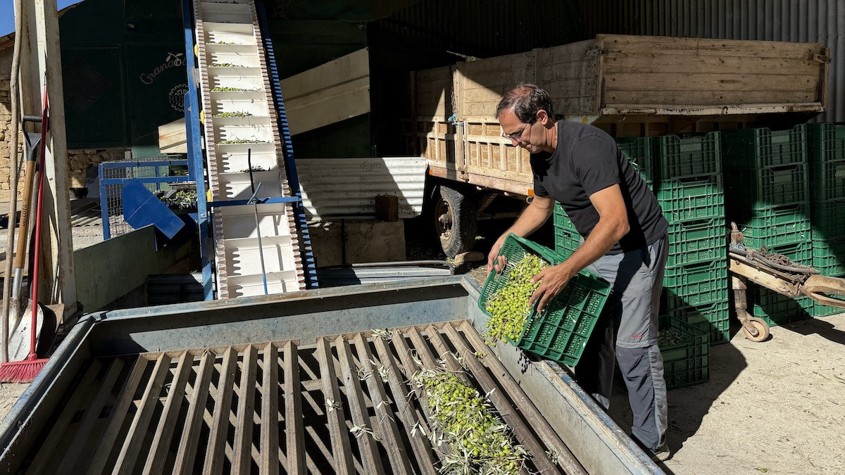 Caelles descarregant caixes d'oli verd al Molí d'Oli de la Vall de Barcedana