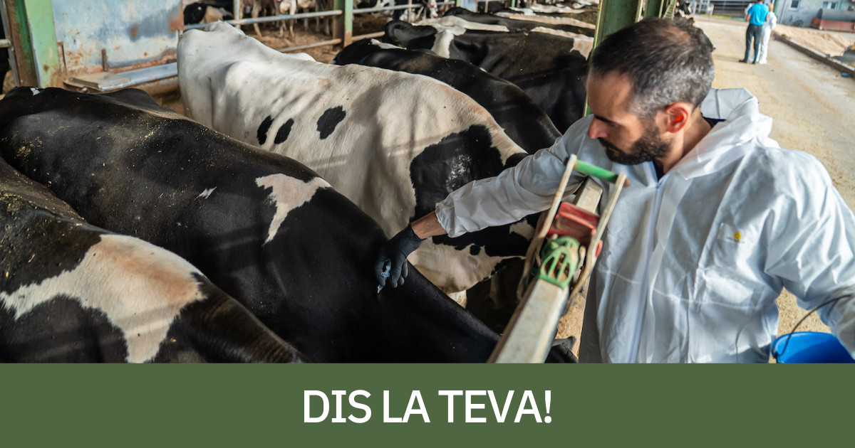 Un veterinari vacunant vaques a l'Alt Empordà