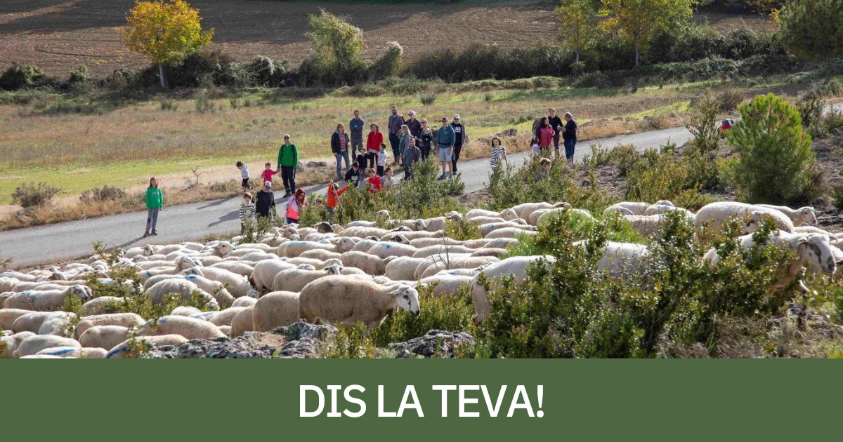 Imatge d'una activitat programada en el marc del Cordevi