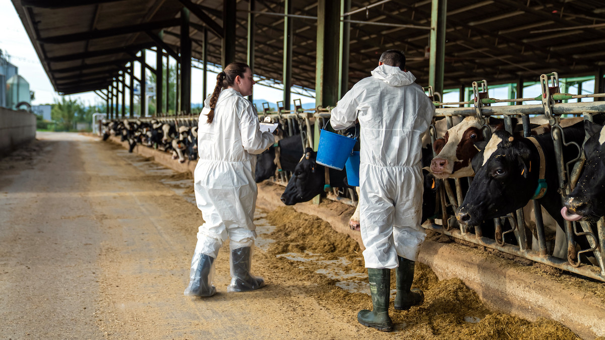 Veterinaris vacunant contra la dermatosi les vaques més properes als focus detectats