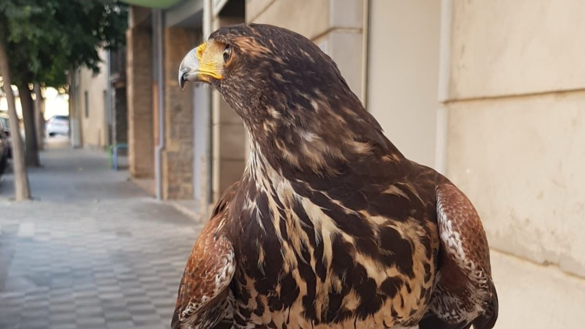 L'àguila Harris, als carrers de Tremp, a punt per emprendre el vol