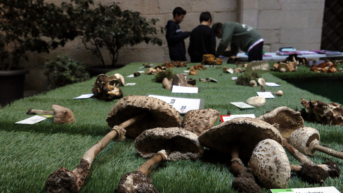 Alguns dels bolets exposats a la mostra de l'IEI