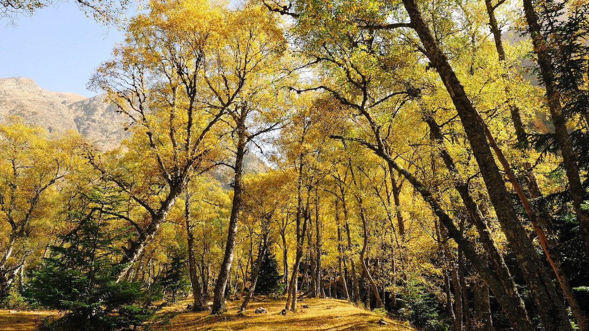 La creació de paisatges agroforestals més resilients es destaca com un àmbit clau per impulsar la bioeconomia a Catalunya