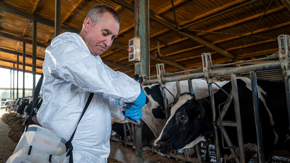 Un veterinari vacunant en una granja propera al focus