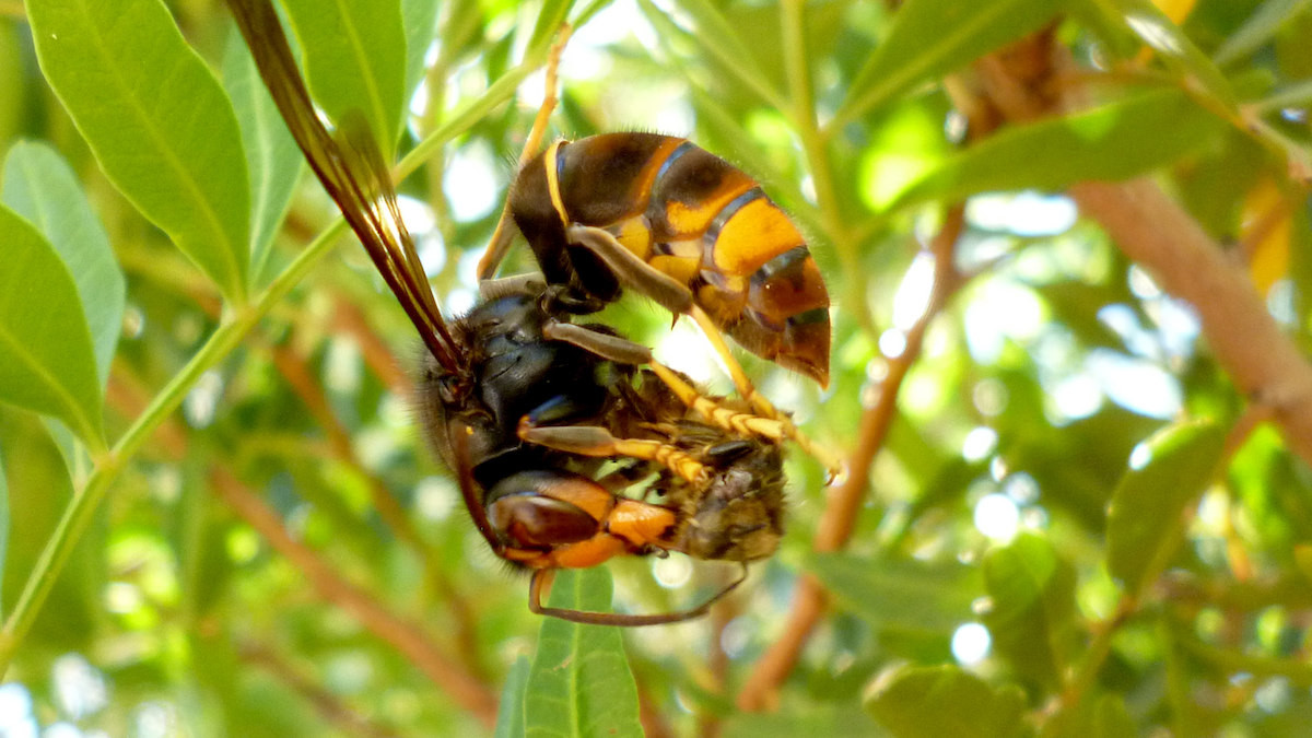 Detall d'una vespa asiàtica devorant una abella d'una arna