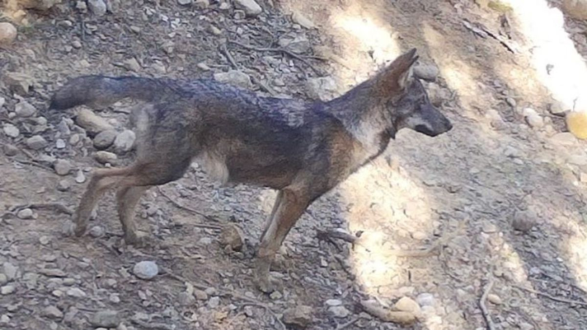 Cadell de llop detectat aquesta setmana a Catalunya
