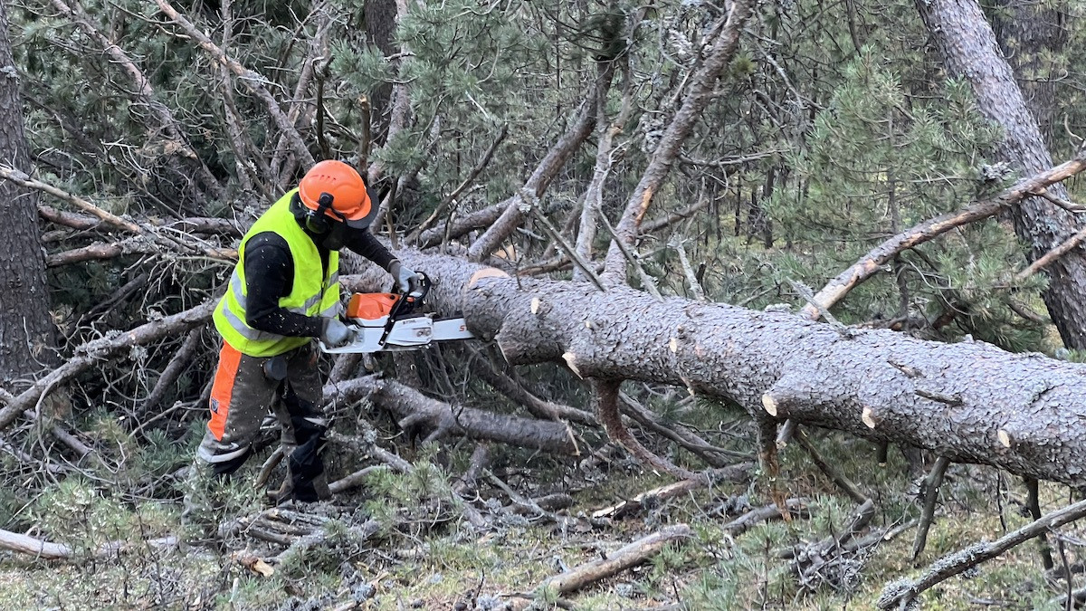 Un operari fent tasques de gestió forestal en un bosc de pi negre