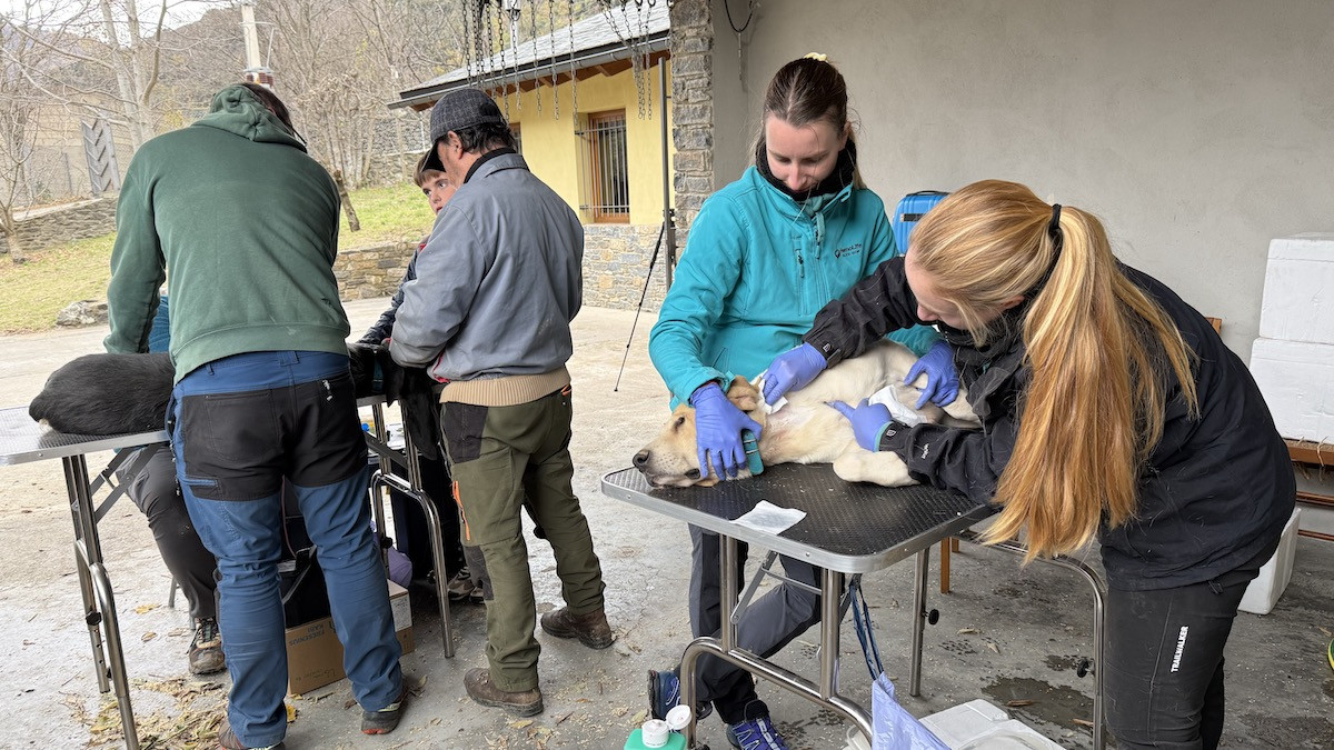 Una veterinària traient sang a un gos a Rialp