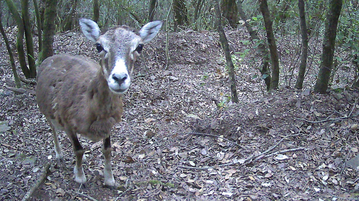 Un mufló mirant a la càmera de fototrampeig