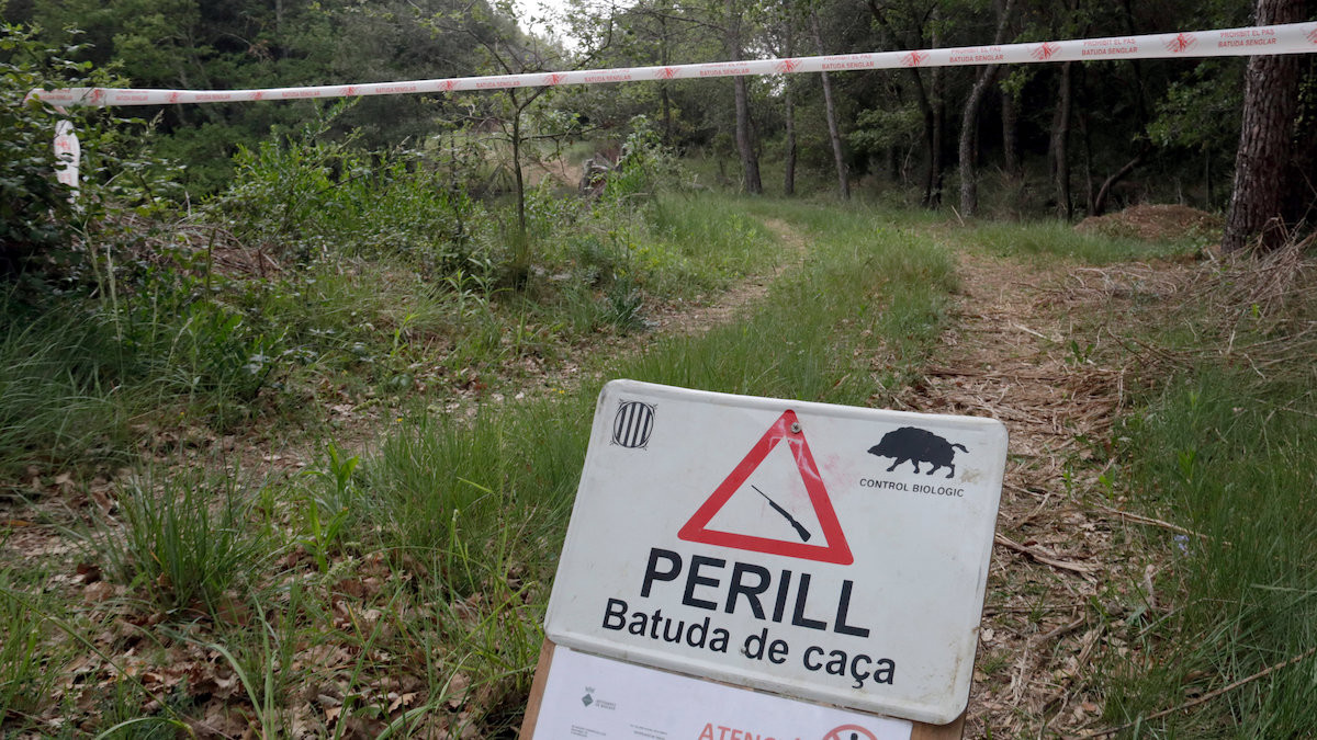 Una batuda de caça del porc senglar en imatge d'arxiu