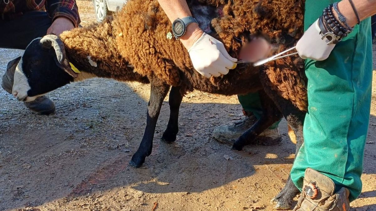 Cures a l'ovella per les ferides provocades pels gossos