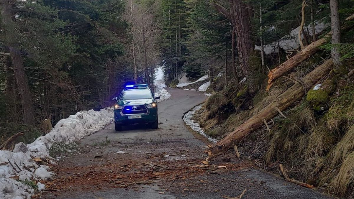 Arbres caiguts pel fort vent en una carretera del Pallars