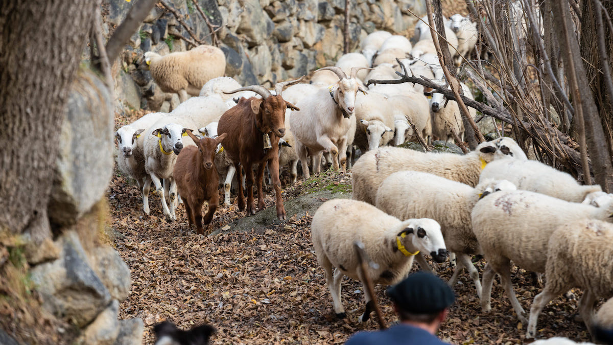 Eleccions que serveixen per reflectir la realitat de les pastures