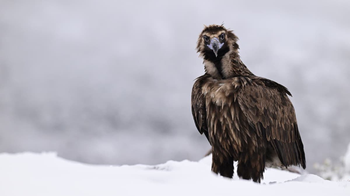 Un exemplar de voltor negre a la Reserva de Boumort