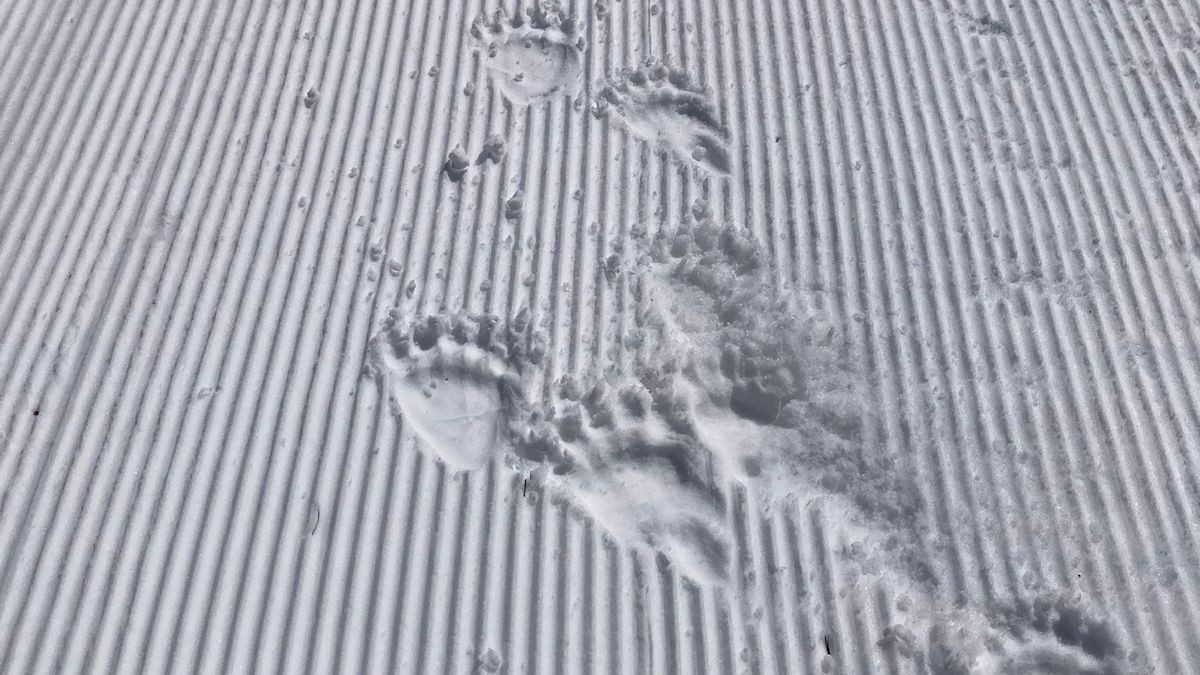 Petjades d'ossos a la neu a Tavascan