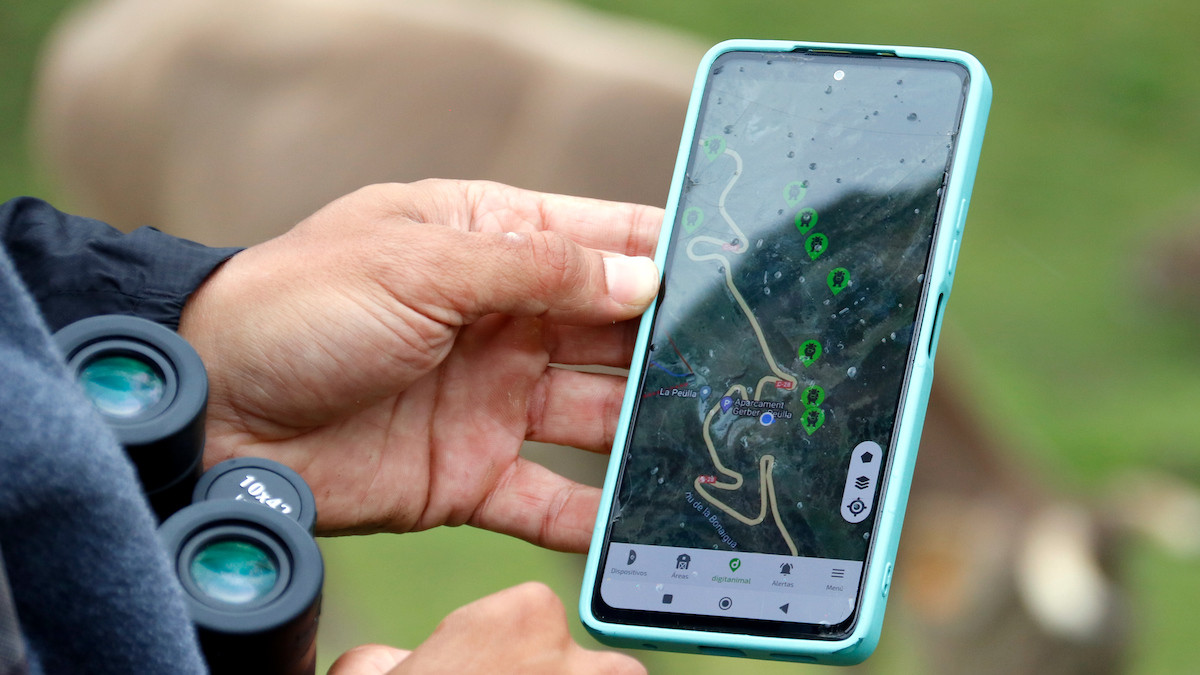 Seguiment d'un ramat amb collars GPS a través d'un telèfon mòbil