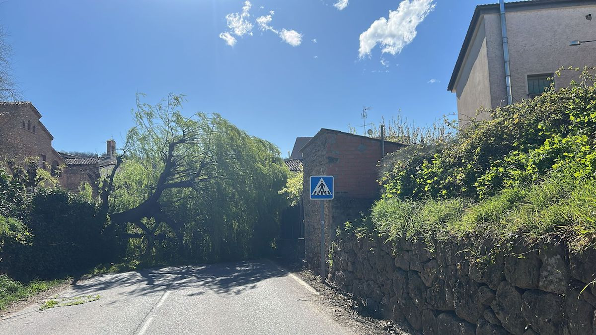 Imatge de l'arbre caigut pel temporal a Figuerola d'Orcau